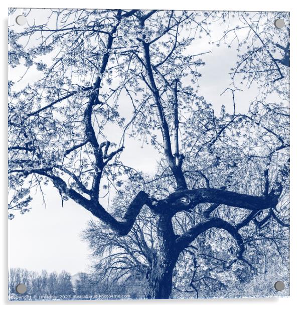 Cherry Blossom Tree, Delfts Blue Acrylic by Imladris 