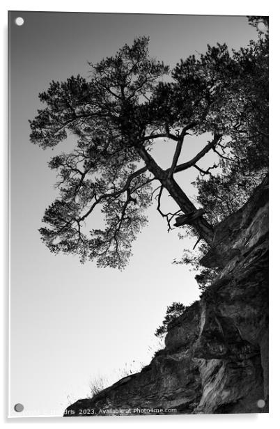 Lone Pine Tree, Monochrome Acrylic by Imladris 