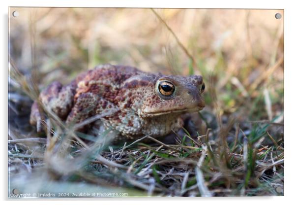 Camouflaged Common Toad Acrylic by Imladris 