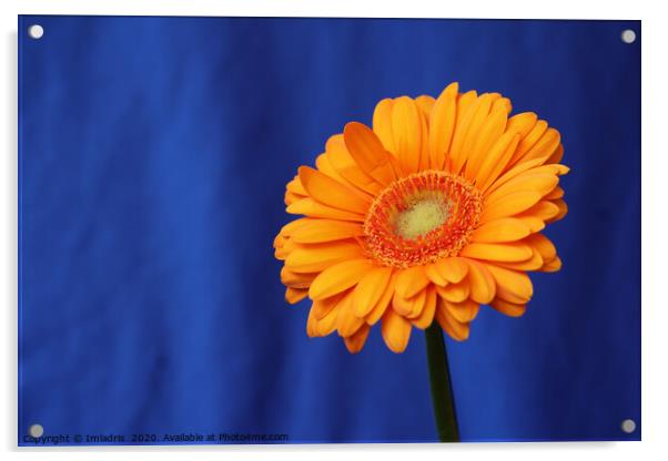 Orange Gerbera Flower on Blue Acrylic by Imladris 