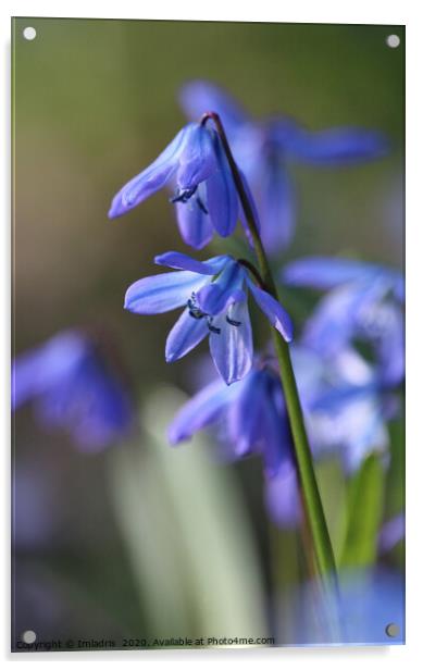 Blue Scilla siberica (Wood Squill) flowers Acrylic by Imladris 