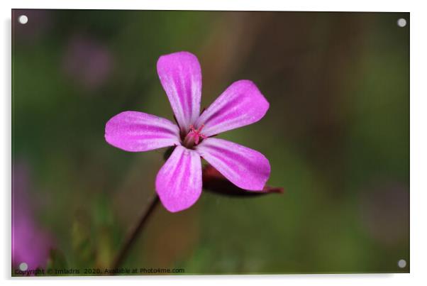 Geranium robertianum, Storksbill, pink flower Acrylic by Imladris 