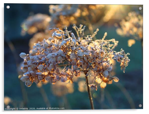 Beautiful Frosty Hydrangea Flower Head Acrylic by Imladris 