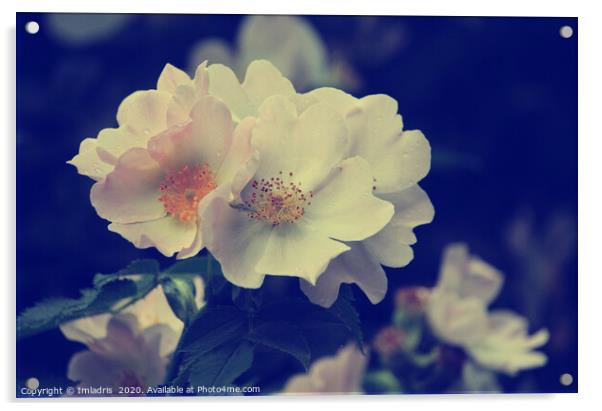 Vintage toned wild white rose Acrylic by Imladris 