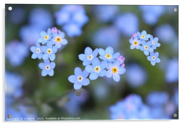 Dainty Blue Forget me Not Flowers Acrylic by Imladris 