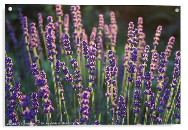 Beautiful backlit lavender flowers Acrylic by Imladris 
