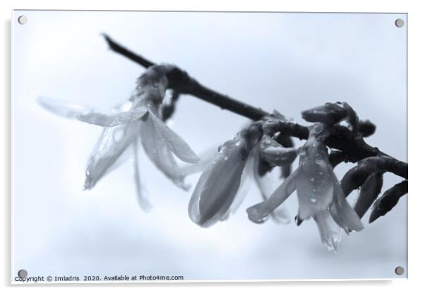 Forsythia Flowers after the Rain Acrylic by Imladris 
