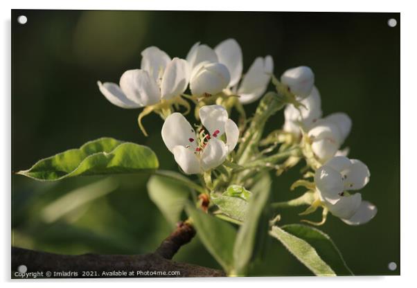 Beautiful White Pear Blossom Acrylic by Imladris 