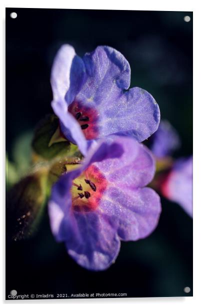 Pulmonaria, Lungwort flowers, in Spring  Acrylic by Imladris 