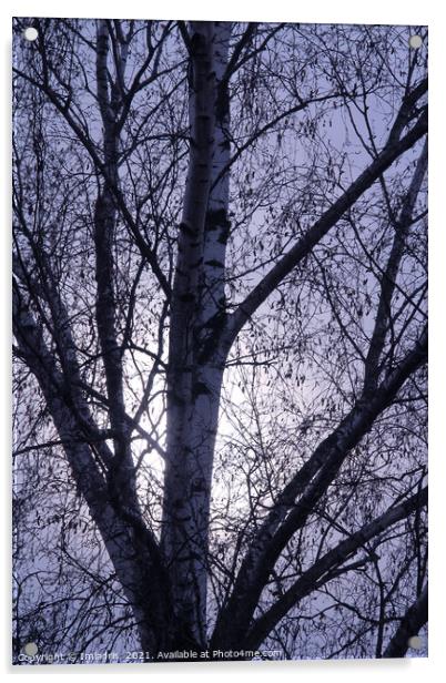 Winter birch trees rising moon Acrylic by Imladris 
