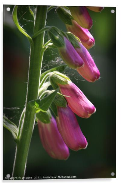 Beautiful Sunlit Pink Digitalis Flower Acrylic by Imladris 