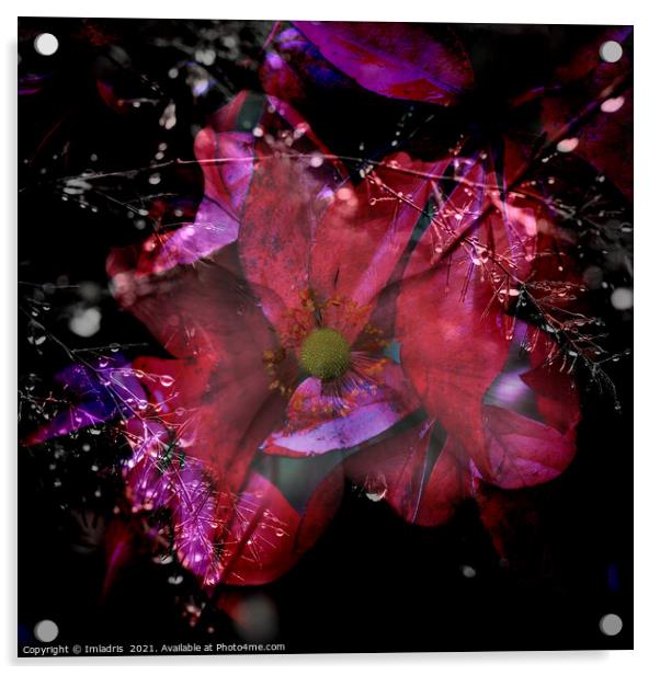 Cosmic Colored Anemone Flower Composite Acrylic by Imladris 