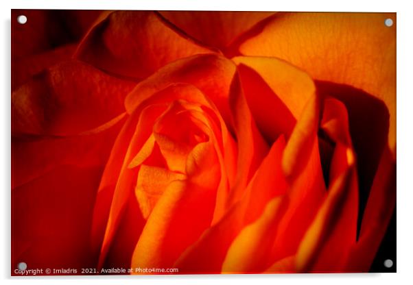 Beautiful Orange Rose Flower Macro Acrylic by Imladris 