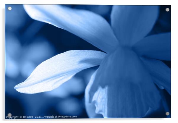 Blue Toned Abstract Floral Daffodil Acrylic by Imladris 