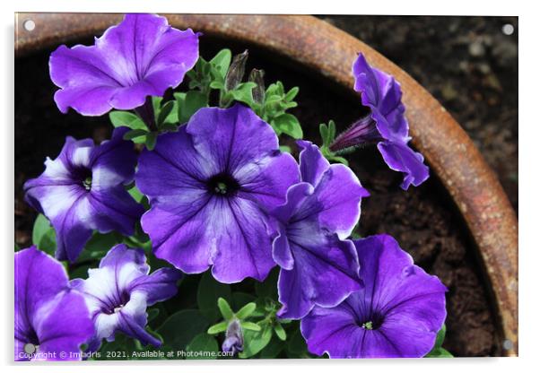 Pot of Purple Striped Petunias Acrylic by Imladris 