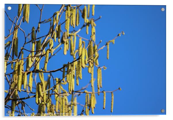 Bright Yellow Catkins Against Blue Sky  Acrylic by Imladris 