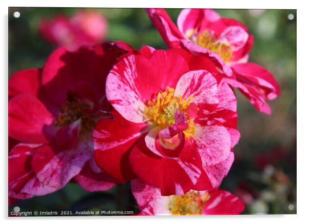 Beautiful Pink and Red Striped Rose Bloom Acrylic by Imladris 