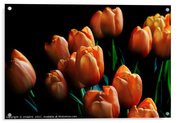 Beautiful Orange Tulips Dark Background Acrylic by Imladris 