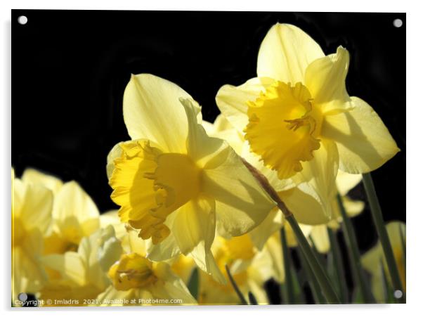Backlit Yellow King Alfred Daffodils Acrylic by Imladris 