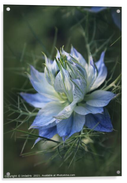 Romantic Blue Love in a Mist Flowers Acrylic by Imladris 