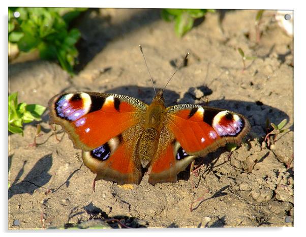 ButterFly  Acrylic by Alberto Komlosi