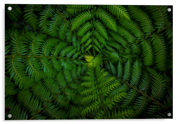Dark and vibrant green fern leaves spreading out creating swirly natural pattern background. Acrylic by Kristof Bellens