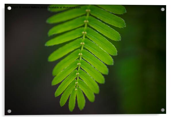 Close-up shot of the leaf of a mimosa pudica, also called sensitive plant, sleepy plant, action plant, touch-me-not or shameplant Acrylic by Kristof Bellens