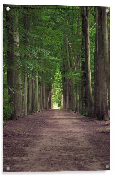 Tree-lined hiking path in Mastenbos in Kapellen, Belgium. Acrylic by Kristof Bellens