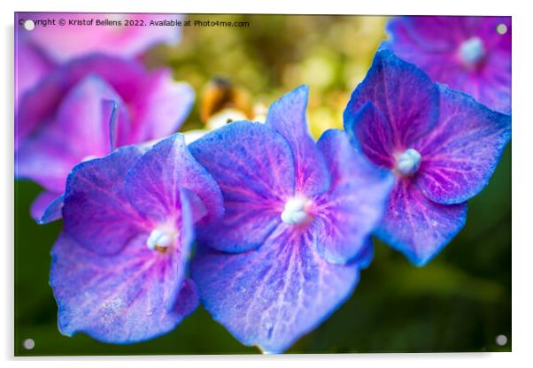 Close-up macro shot of three purple hydrangea or hortensia flowers in a row. Acrylic by Kristof Bellens