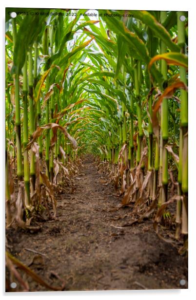 Vertical low angle shot of corn field between the crop Acrylic by Kristof Bellens
