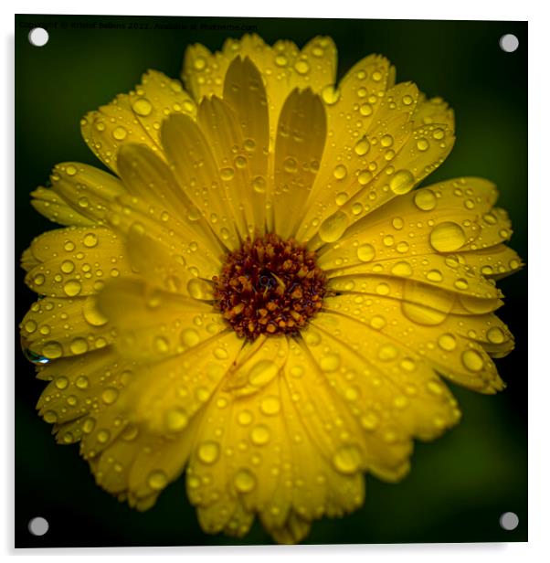 Close-up macro shot of yellow marigold flower with raindrops and green blurry background. Acrylic by Kristof Bellens