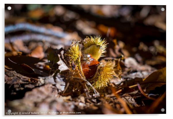 Open chestnut husk during autumn on october Acrylic by Kristof Bellens