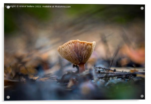 Closeup shot of Lactarius tabidus commonly known as birch milkcap. Acrylic by Kristof Bellens