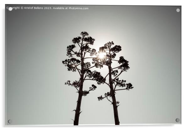 Two Agave salmiana vertical floral stem in silhouette with gray toning. Acrylic by Kristof Bellens