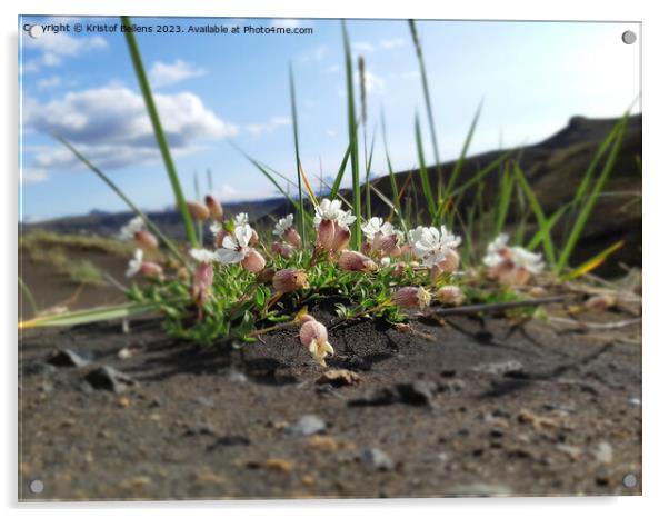 Silene uniflora, commonly known as sea campion, part of the pink family Caryophyllaceae Acrylic by Kristof Bellens