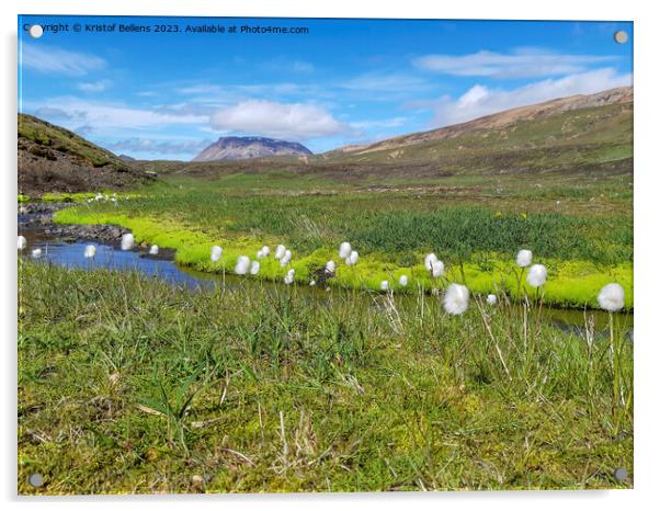 Scheuchzer's cottongrass, or white cottongrass, Eriophorum scheuchzeri in a Icelandic landscape Acrylic by Kristof Bellens