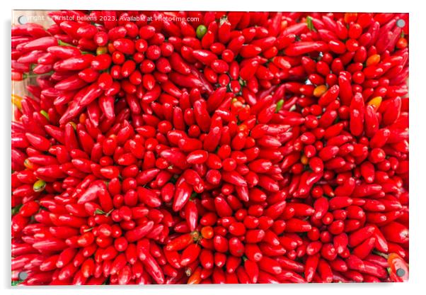 Bunches of red hot chilli peppers in close-up Acrylic by Kristof Bellens