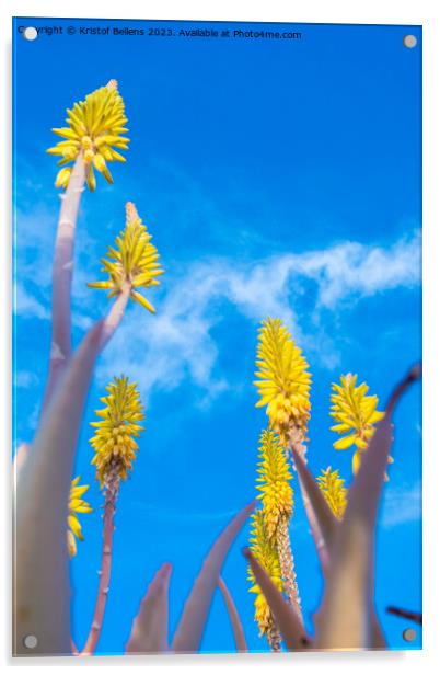 Vertical low angle field shot of yellow Aloe Vera flowers in spring Acrylic by Kristof Bellens