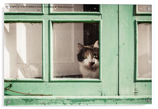 Domestic housecat looking through the glass of a weathered green window Acrylic by Kristof Bellens