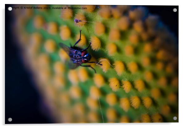 Closeup and macro shot of of a fly sitting on the aereole of the Optunia cactus with spines and glochids creating a pattern on green background Acrylic by Kristof Bellens