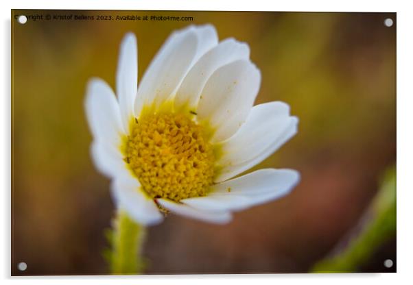 Closeup macro shot of flowering common daisy flower Acrylic by Kristof Bellens