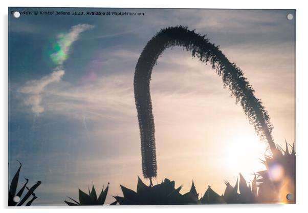 Artistic silhouette impression of a foxtail agave during sunset Acrylic by Kristof Bellens