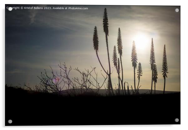 Cinamatic shot of flowering agave plant during sunset displaying tranquility. Acrylic by Kristof Bellens