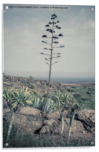 Vertical and cinematic view on Lanzarote natural landscape with Agave stem Acrylic by Kristof Bellens