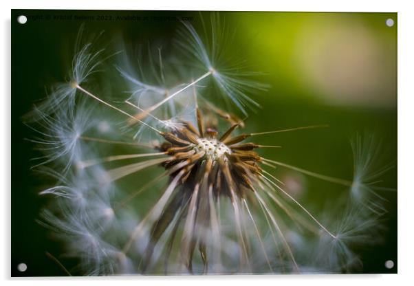 Closeup macro shot of dandelion seed head with selective focus Acrylic by Kristof Bellens