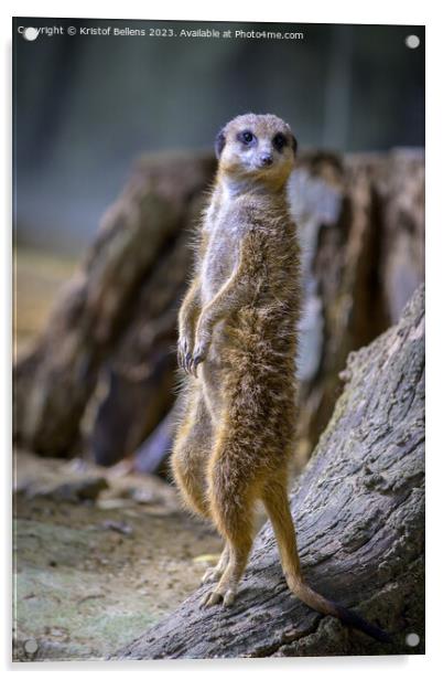 Vertical shot of a meerkat standing up Acrylic by Kristof Bellens