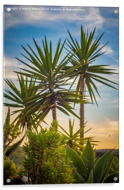 Vertical shot of tropical palm trees and plants during sunset in Lanzarote Acrylic by Kristof Bellens