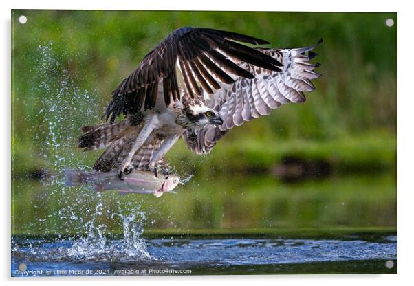 Pandion Haliaetus Acrylic by Liam McBride