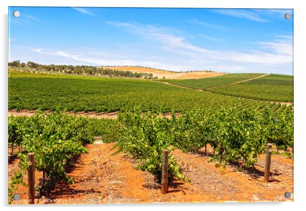 Vineyards - Clare Valley Acrylic by Laszlo Konya