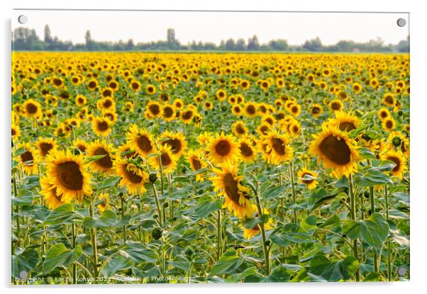 Sunflower field - Bekesszentandras Acrylic by Laszlo Konya
